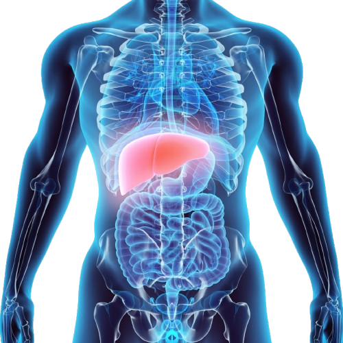 Imagen anatómica con el hígado resaltado en el cuerpo humano